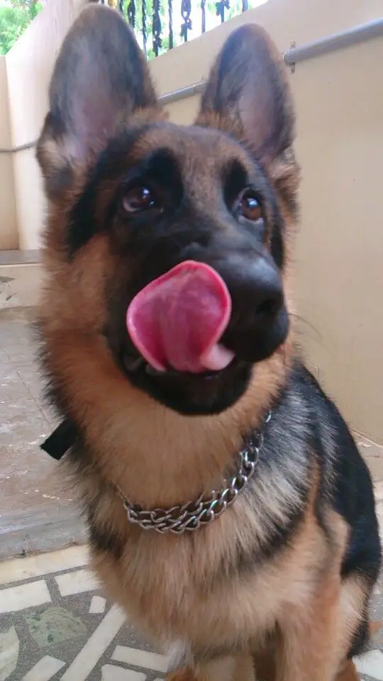 German Shepherd sitting on the floor while licking its nose