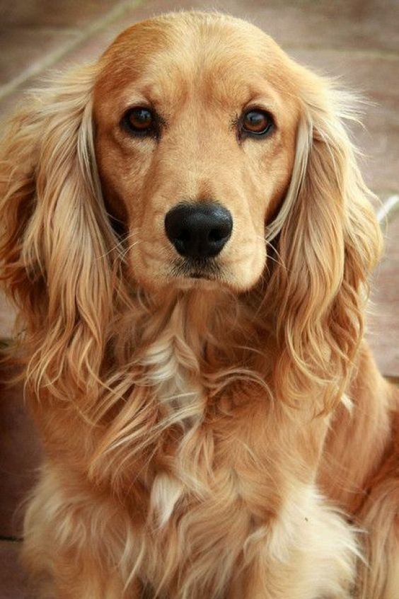 Golden Cocker Spaniel with long and curly hair