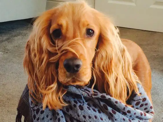 Golden Cocker Spaniel with a blanket