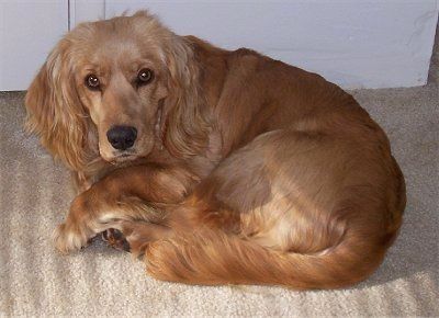 Golden Cocker Spaniel curled up lying on the floor