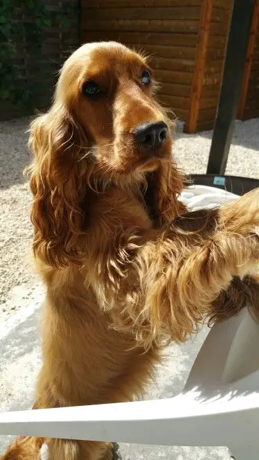 Golden Cocker Spaniel standing on its feet with its hands on the chair