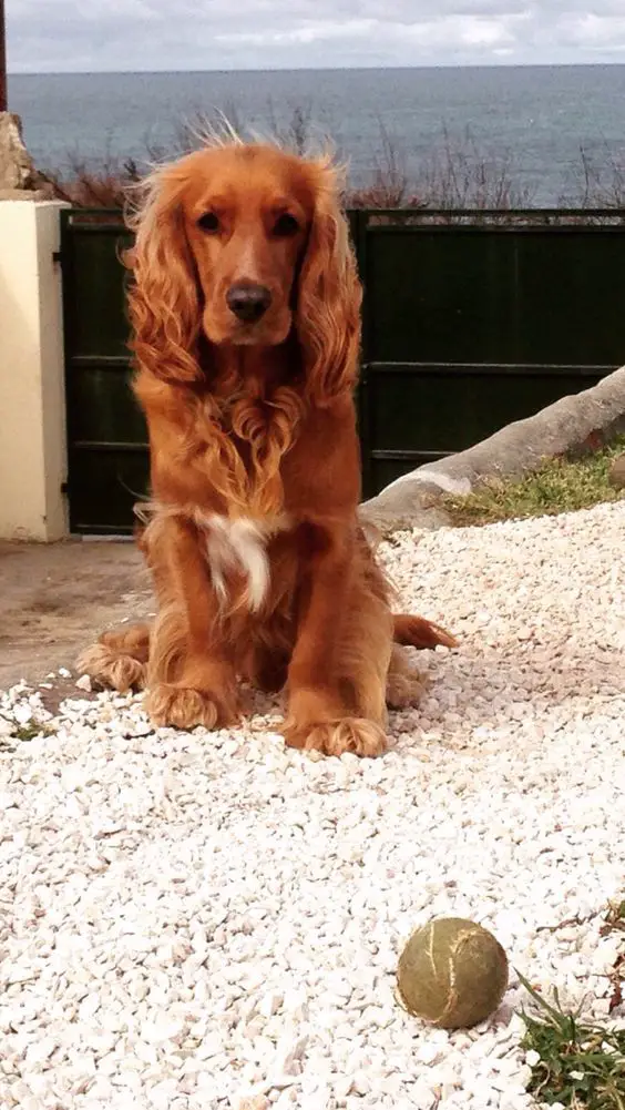 Golden Cocker Spaniel sitting on the rocks while looking at the ball