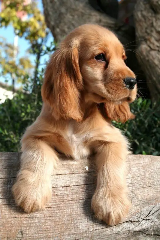 Golden Cocker Spaniel puppy standing behind the wood under the sun