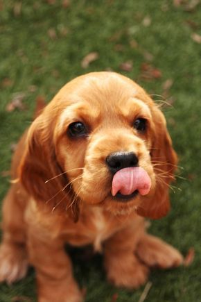 Golden Cocker Spaniel sitting on the green grass with its tongue sticking out