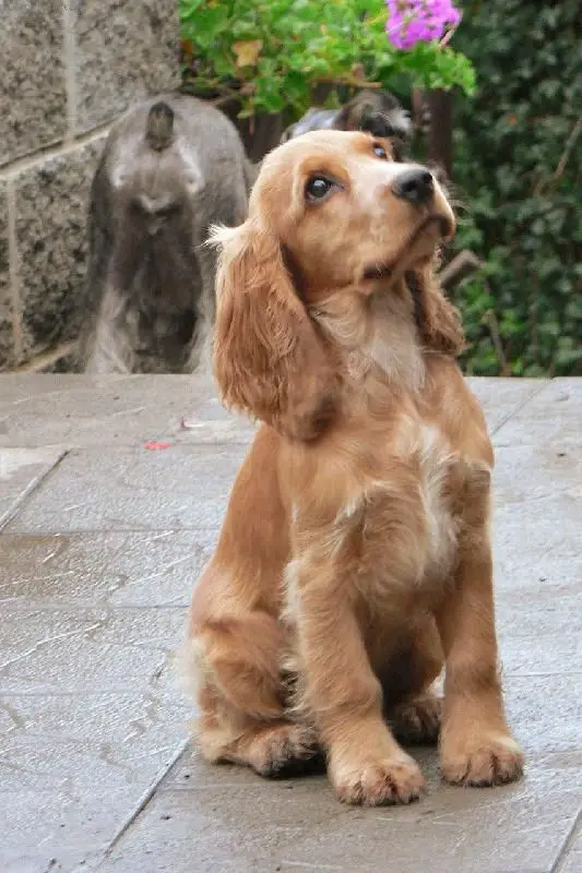 Golden Cocker Spaniel sitting on the floor while looking up