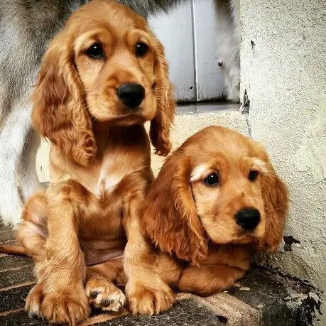 Golden Cocker Spaniel puppies on top of the table