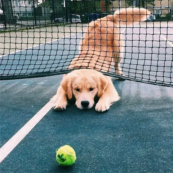 Golden Retriever puppy crawling under the tennis net trying to get the ball