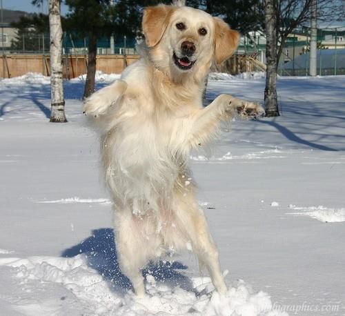 Golden Retriever standing up in snow