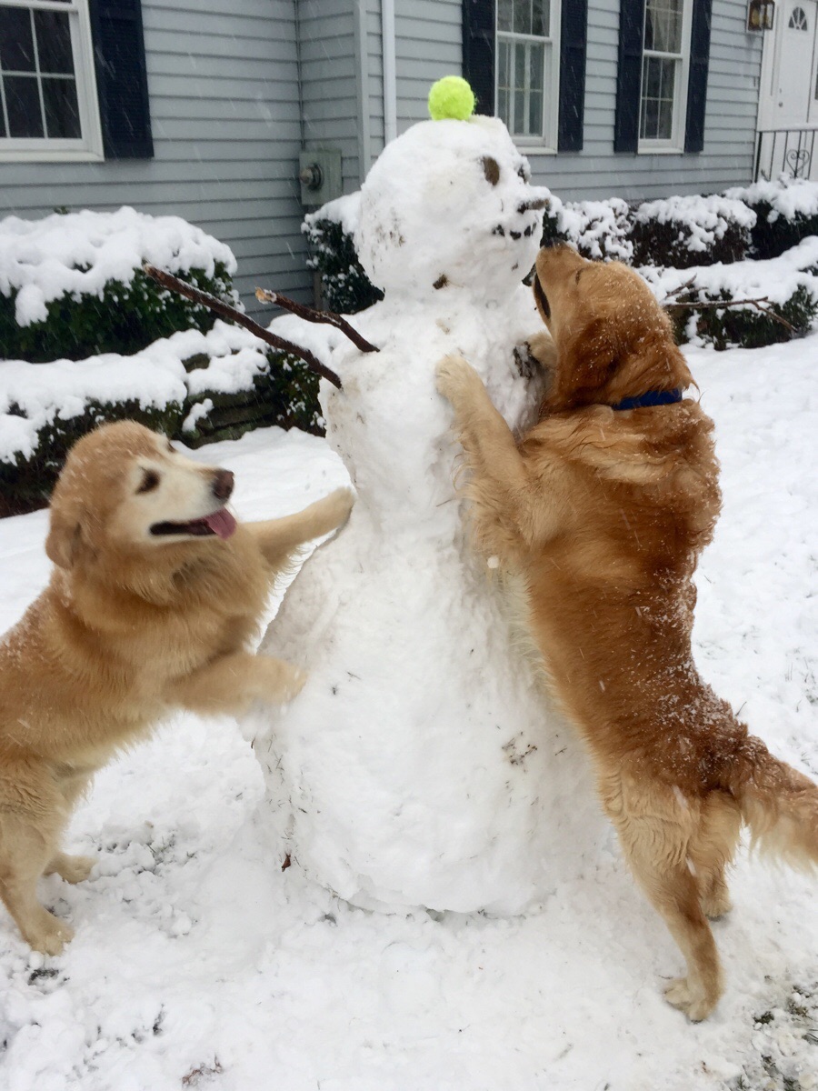 two Golden Retrievers outdoors in snow with a snowman