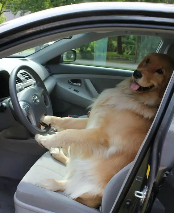 Golden Retriever in the driver's seat