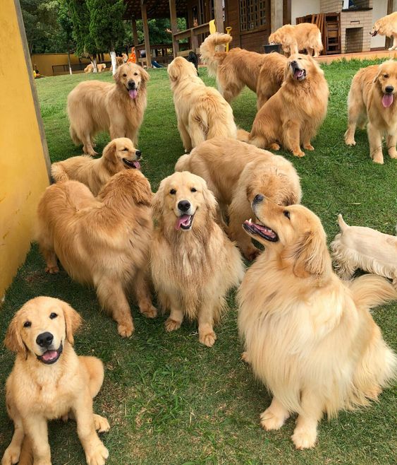 Golden Retriever pack in the backyard