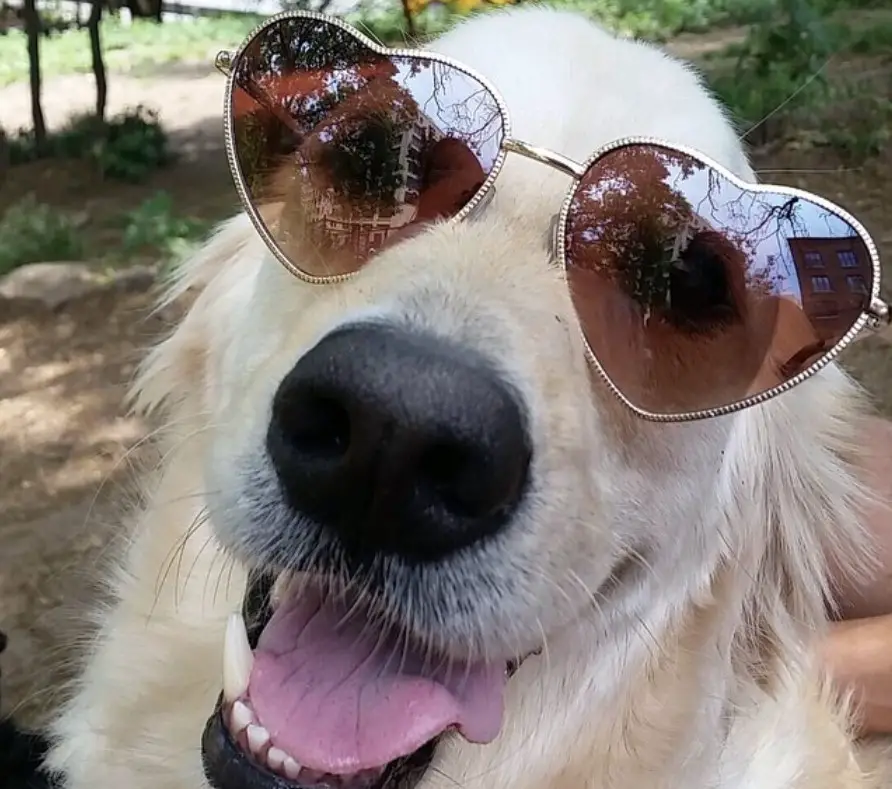 happy Golden Retriever wearing a heart shaped sunglasses