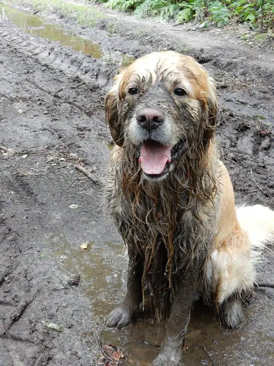 Golden Retriever in mud