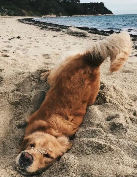 Golden Retriever digging a hole in the sand