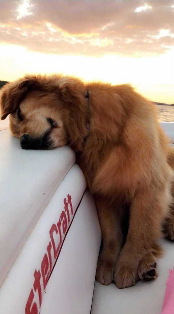 Golden Retriever sleeping in the boat