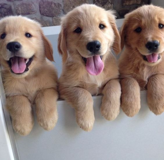 three smiling Golden Retriever puppies