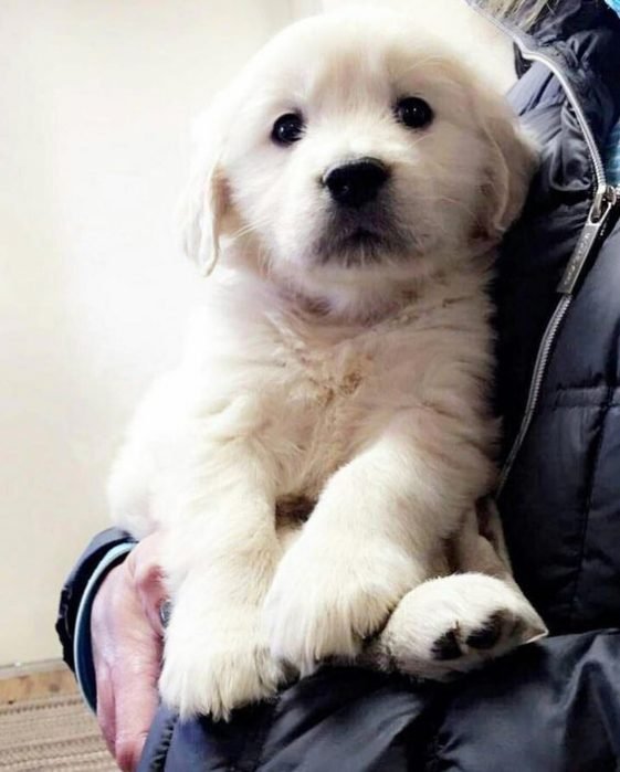 18 Foods Your Golden Retriever Should Never Eat The Paws