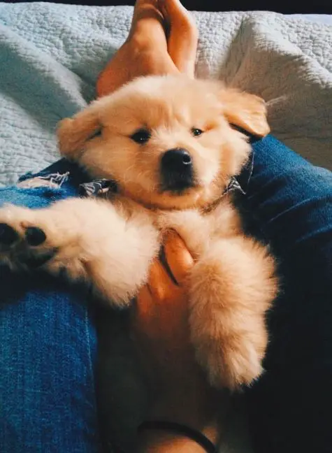 girl belly rubbing a Golden Retriever puppy in between her legs on the bed
