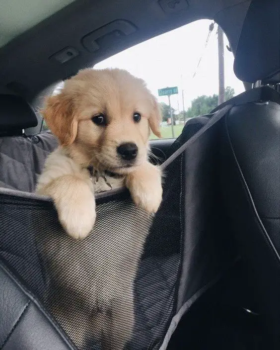 Golden Retriever puppy standing behind the mesh fence fabric fence in the backseat