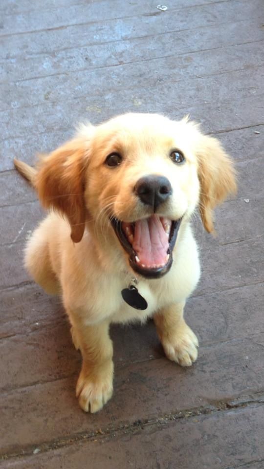 smiling Golden Retriever puppy while sitting on the floor