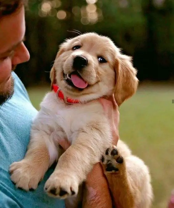 smiling Golden Retriever puppy with its tongue out while being held by a man