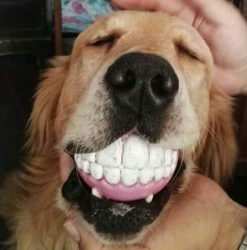 Golden Retriever sleeping with a teeth ball in its mouth