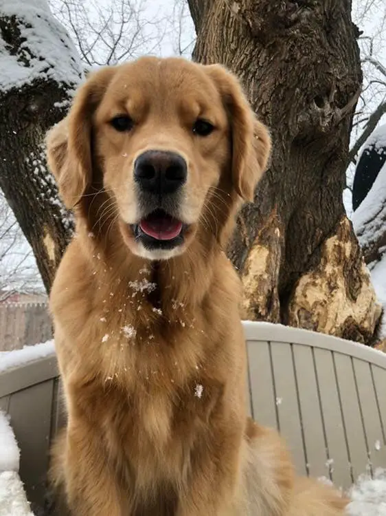 Golden Retriever sitting on the bench outdoors in snow