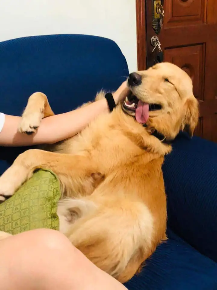 happy Golden Retriever sitting on the sofa while being touched in its face