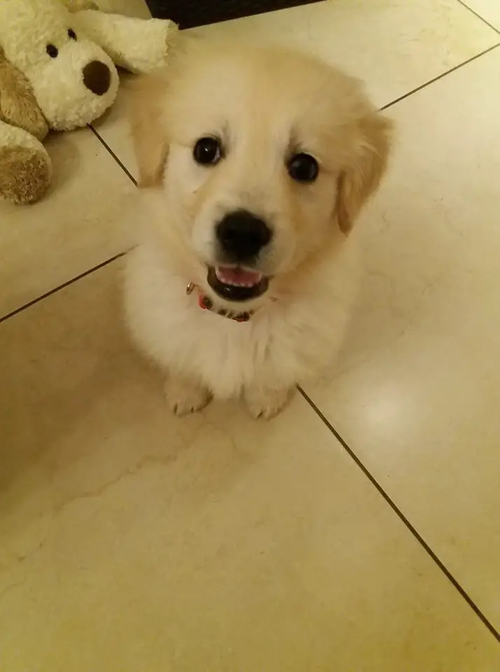 Golden Retriever puppy sitting on the floor while smiling