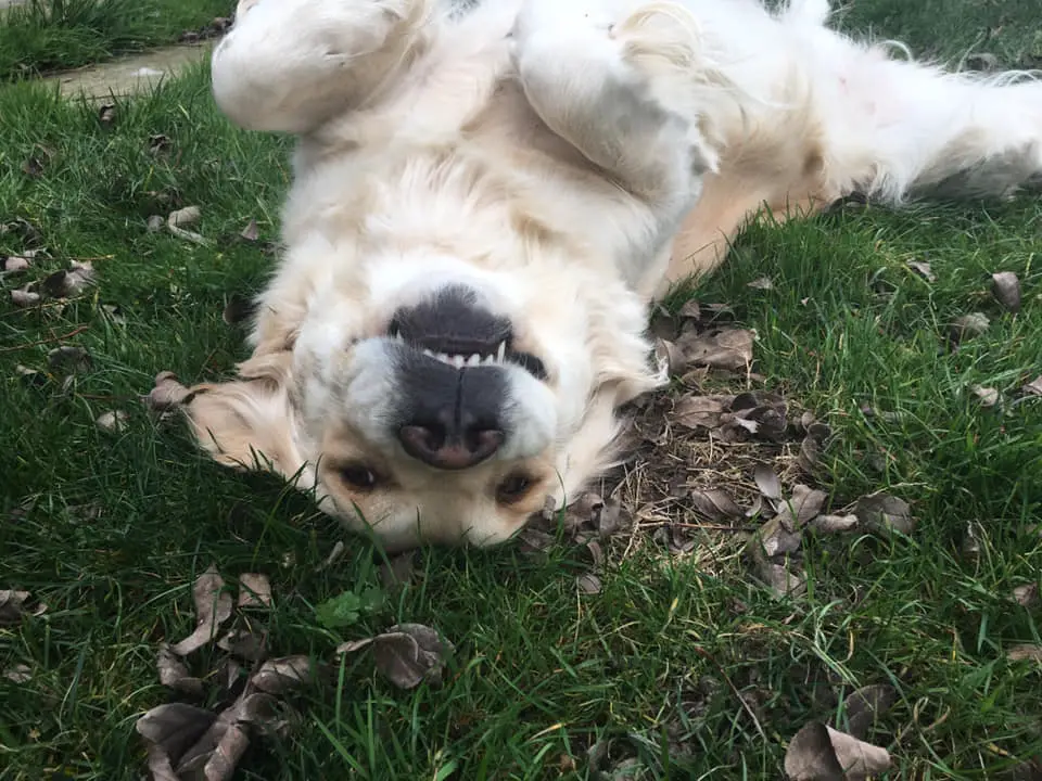 Golden Retriever lying on its back in the grass