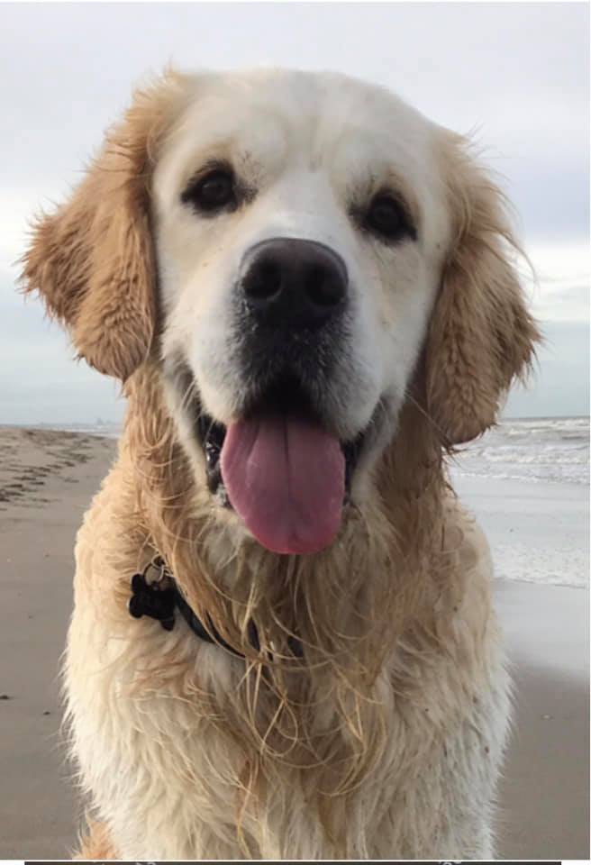 Golden Retriever at the beach smiling with its tongue out