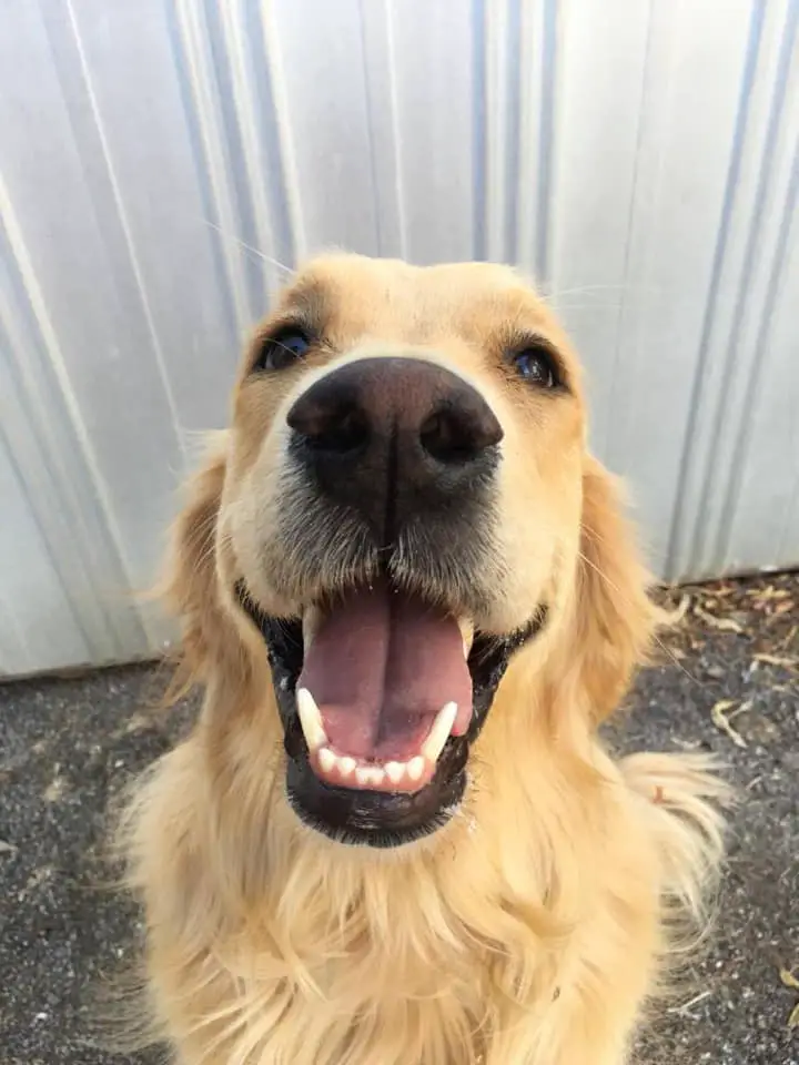 Golden Retriever sitting on the ground while looking up with its big smile