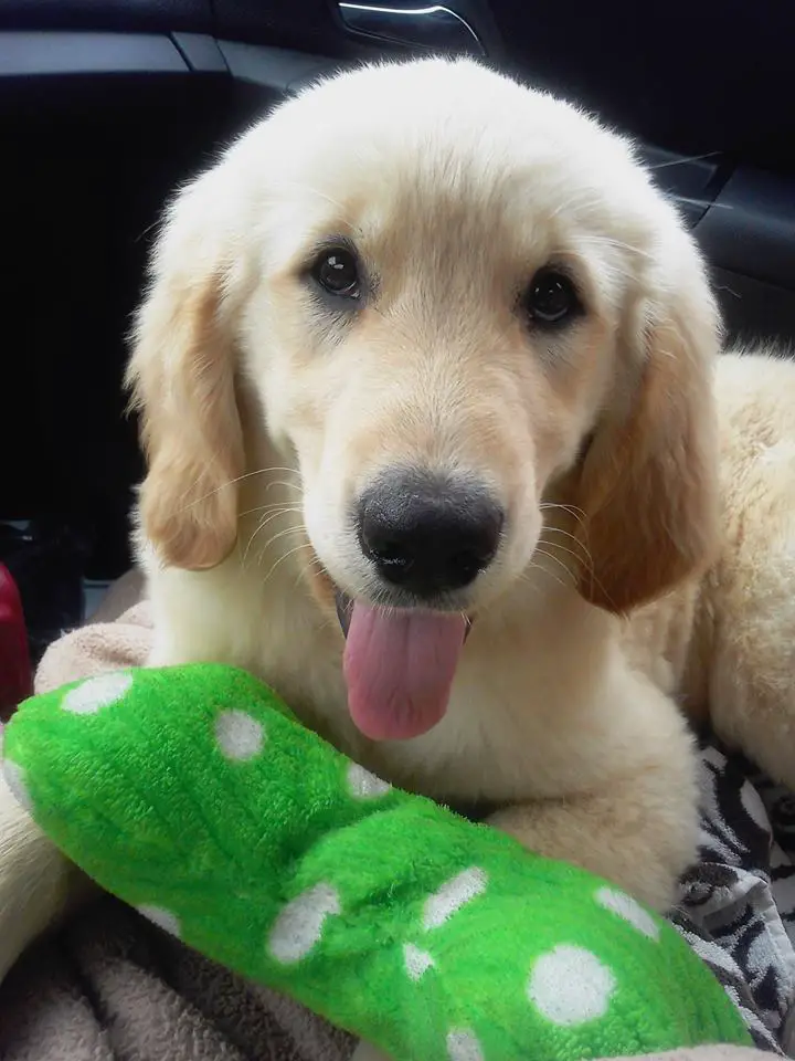 Golden Retriever puppy lying down on the car seat with its toy