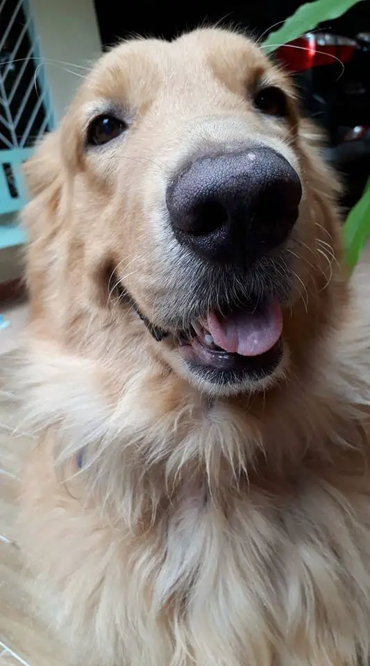 close up face of a smiling Golden Retriever