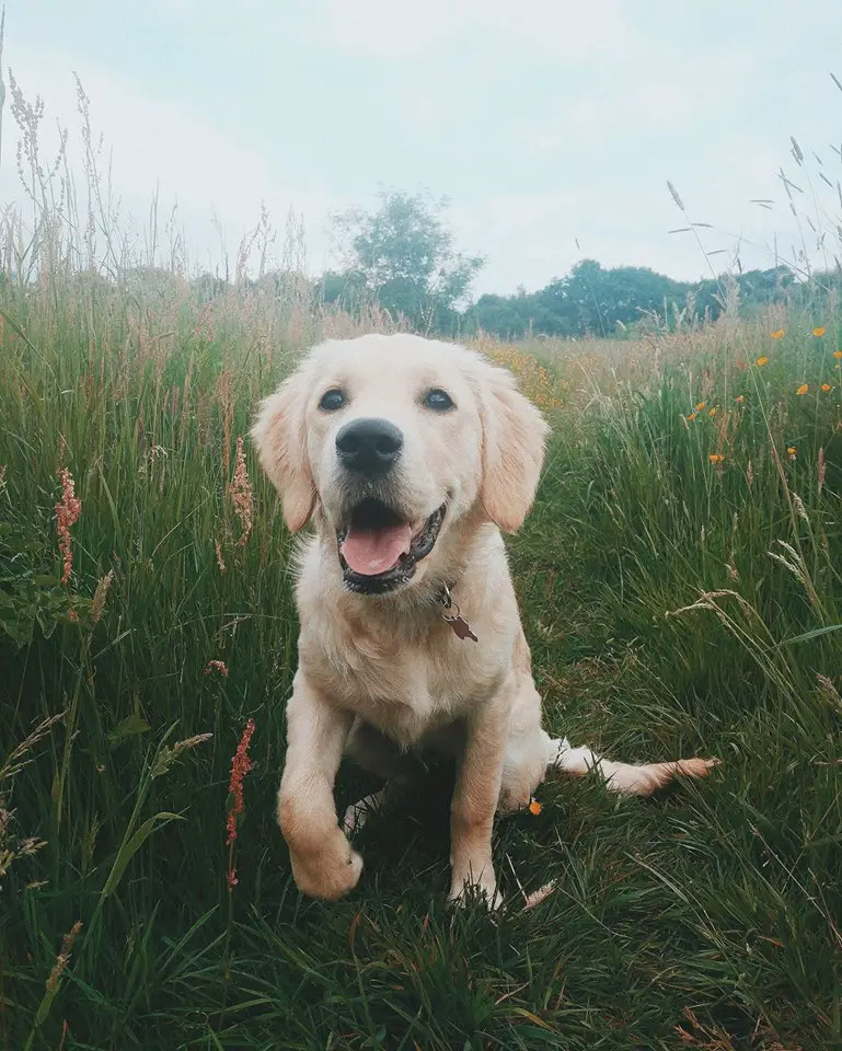 Golden Retriever puppy sitting in the field of green grass