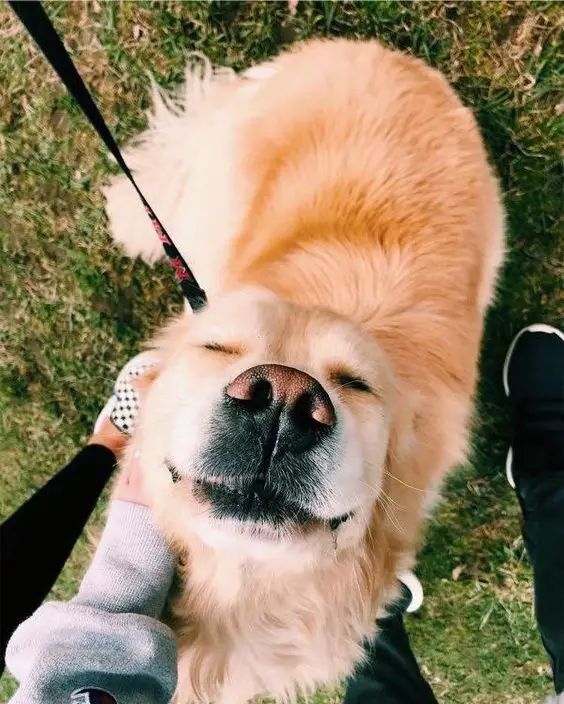 Golden Retriever sitting on the grass smiling while being pet