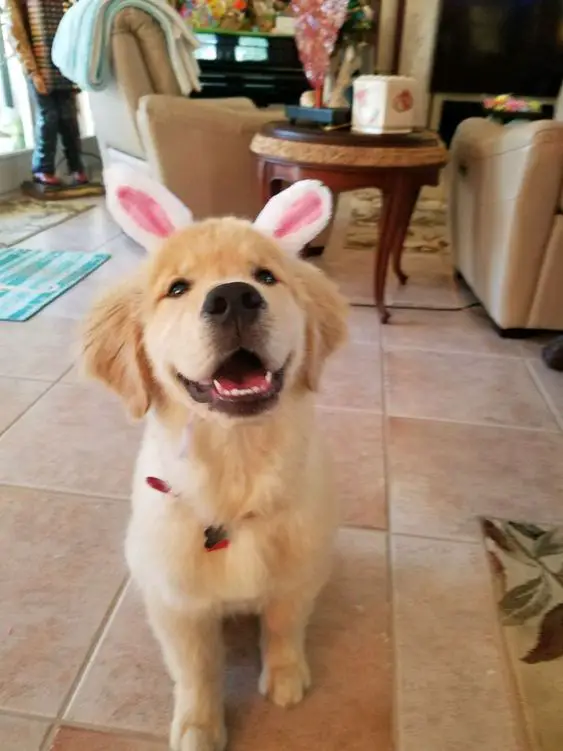 smiling Golden Retriever puppy wearing bunny headband while sitting on the floor