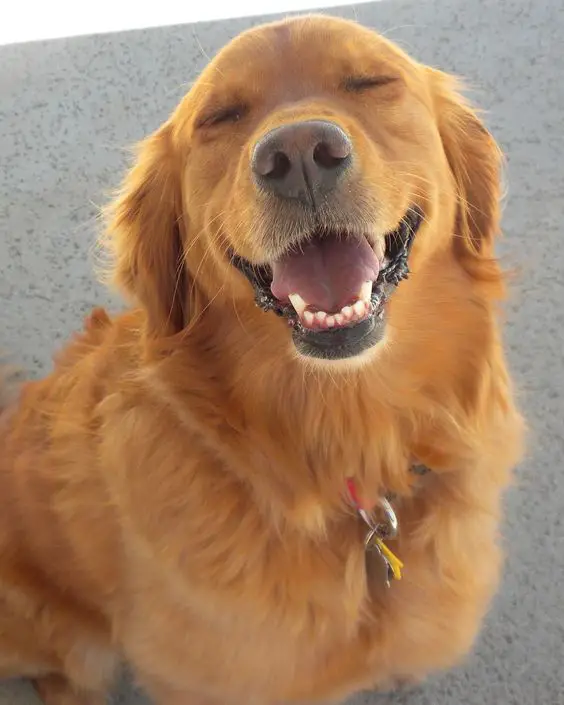 smiling Golden Retriever while sitting