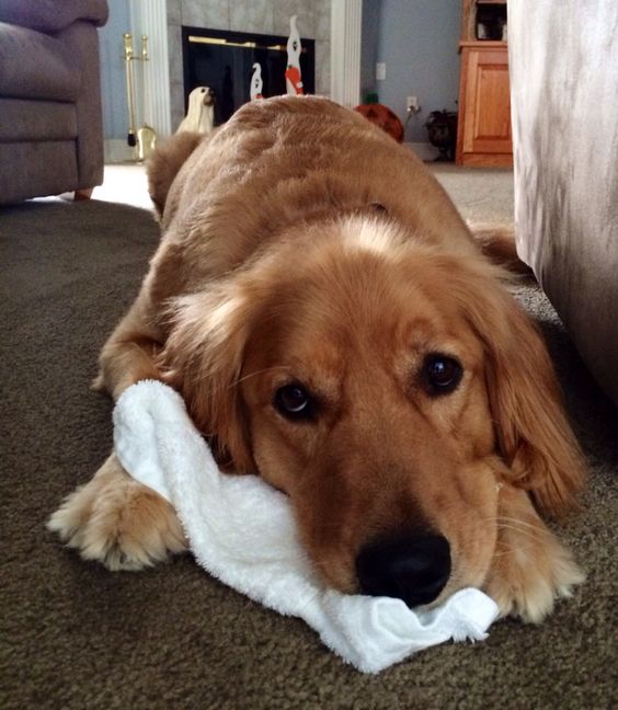 Golden Retriever lying down on the floor with a sock