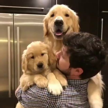 carrying a Golden Retriever adult and a puppy