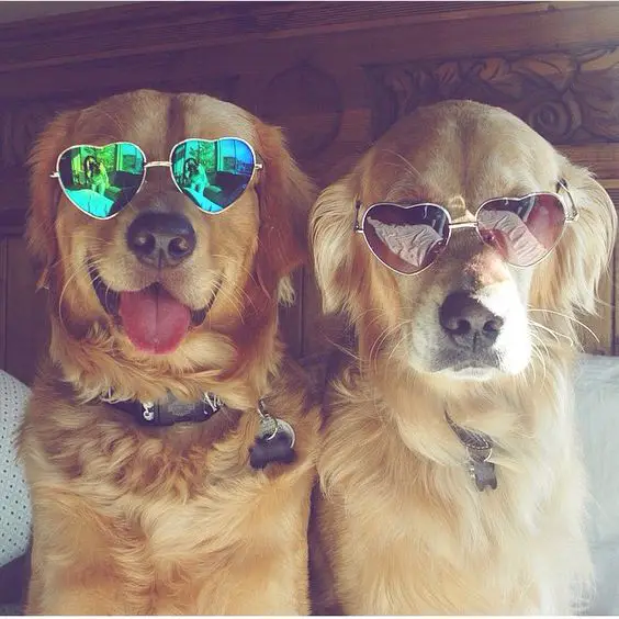 two Golden Retrievers wearing heart shaped sunglasses