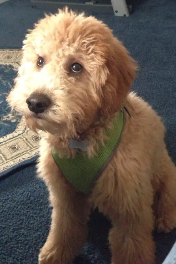 Goldendoodle sitting on the floor with its begging face
