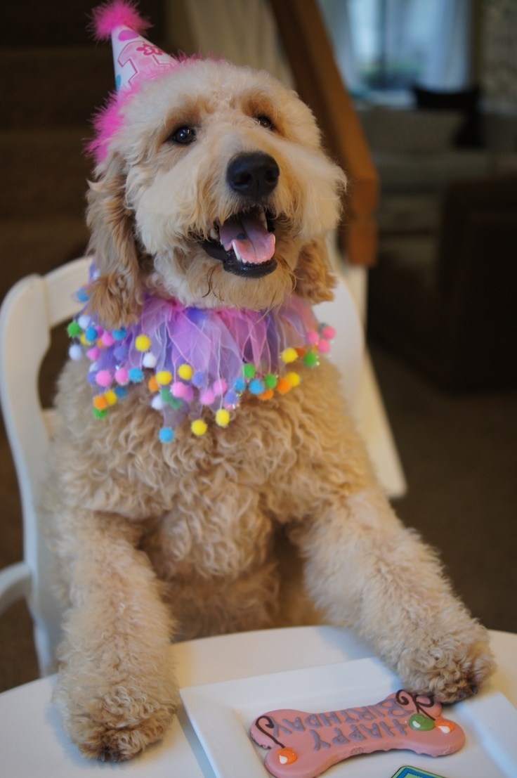Goldendoodle celebrating her birthday wearing a birthday hat and neck colorful neck tutu