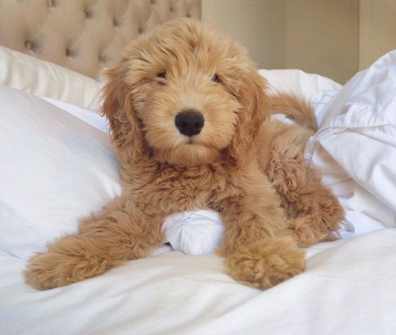 30+ Best Toys for Goldendoodles - The Paws