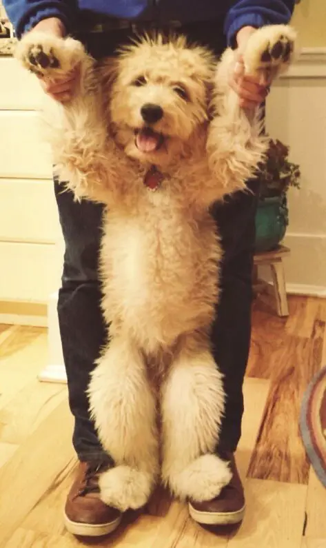 happy Goldendoodle puppy standing with its two feet on top of its owner's feet