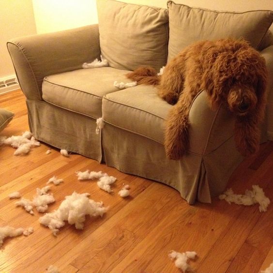 Goldendoodle lying on the couch with fillers of pillow all over the place