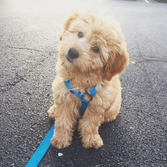 Goldendoodle sitting on the ground