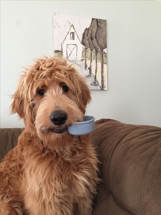 Goldendoodle sitting on the couch with a measuring cup on its mouch