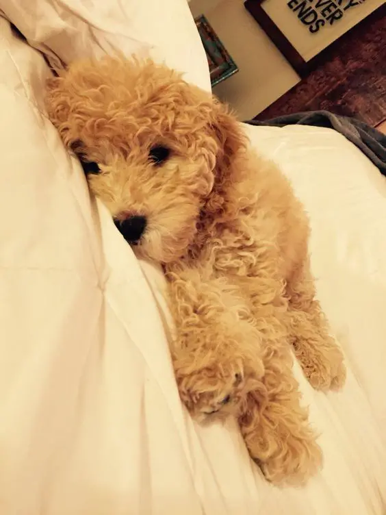 Goldendoodle puppy lying on the bed