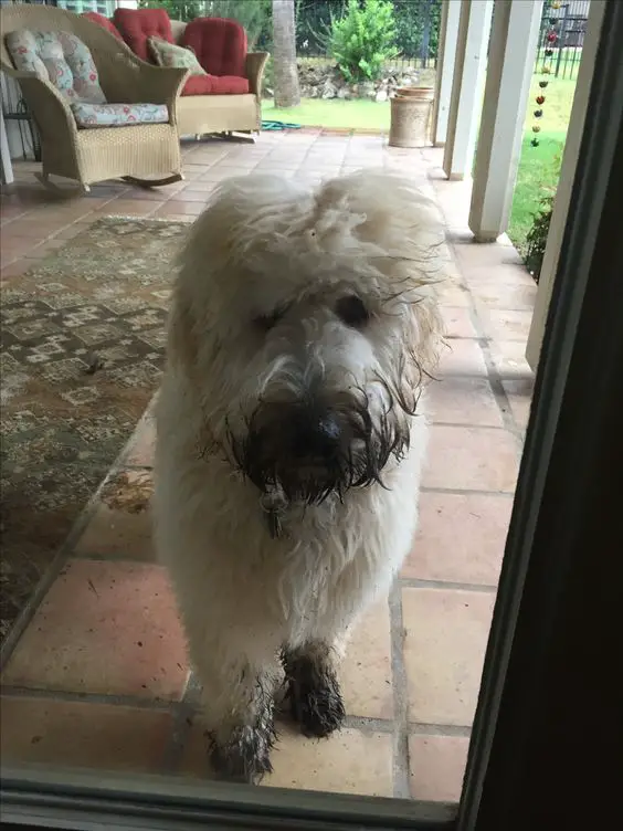 white Goldendoodle with mud on its face and hands